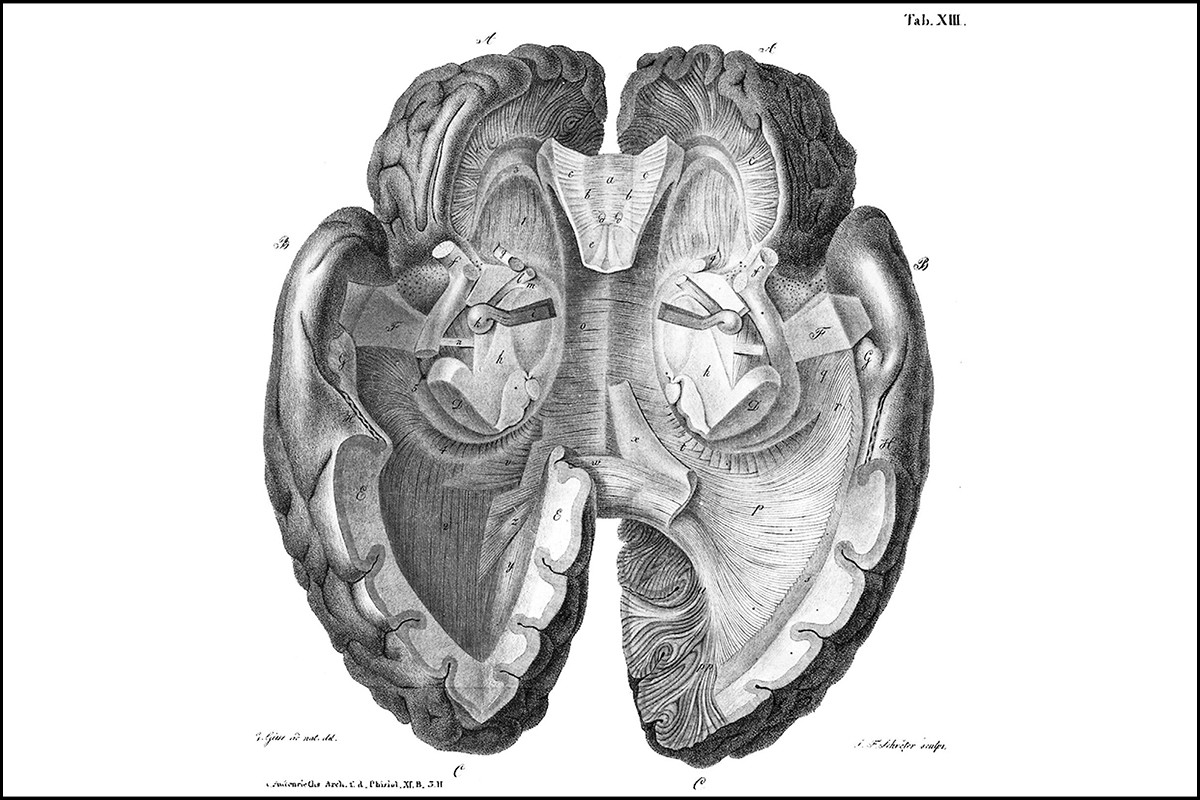 Brain