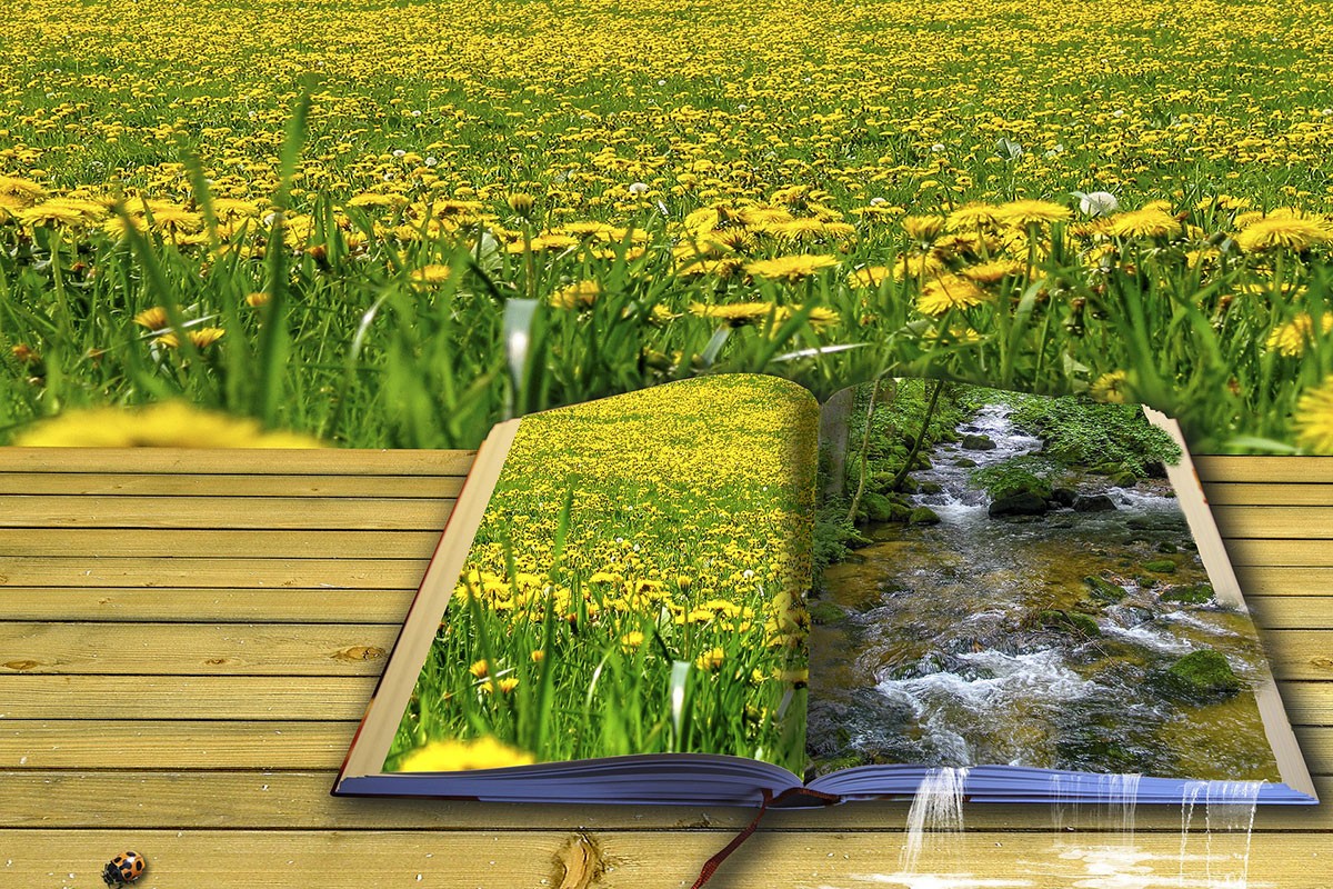 How Poetry Can Teach Us to See the World