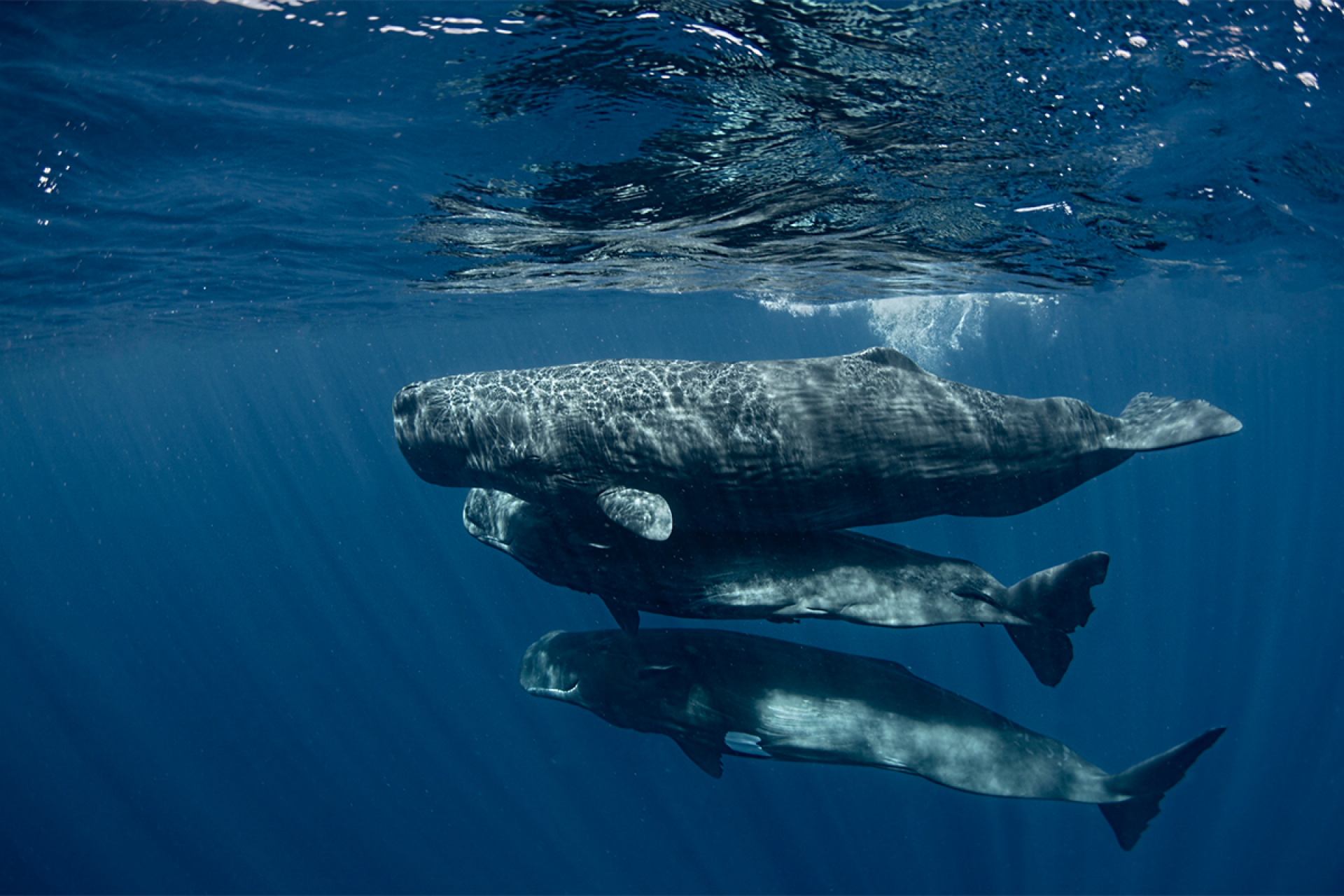 The Ocean Hope Project: Protecting the Deep Sea